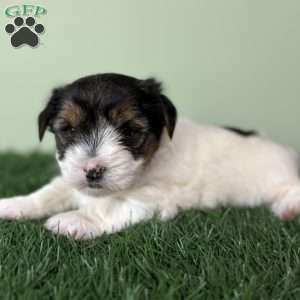 Carson, Biewer Terrier Puppy